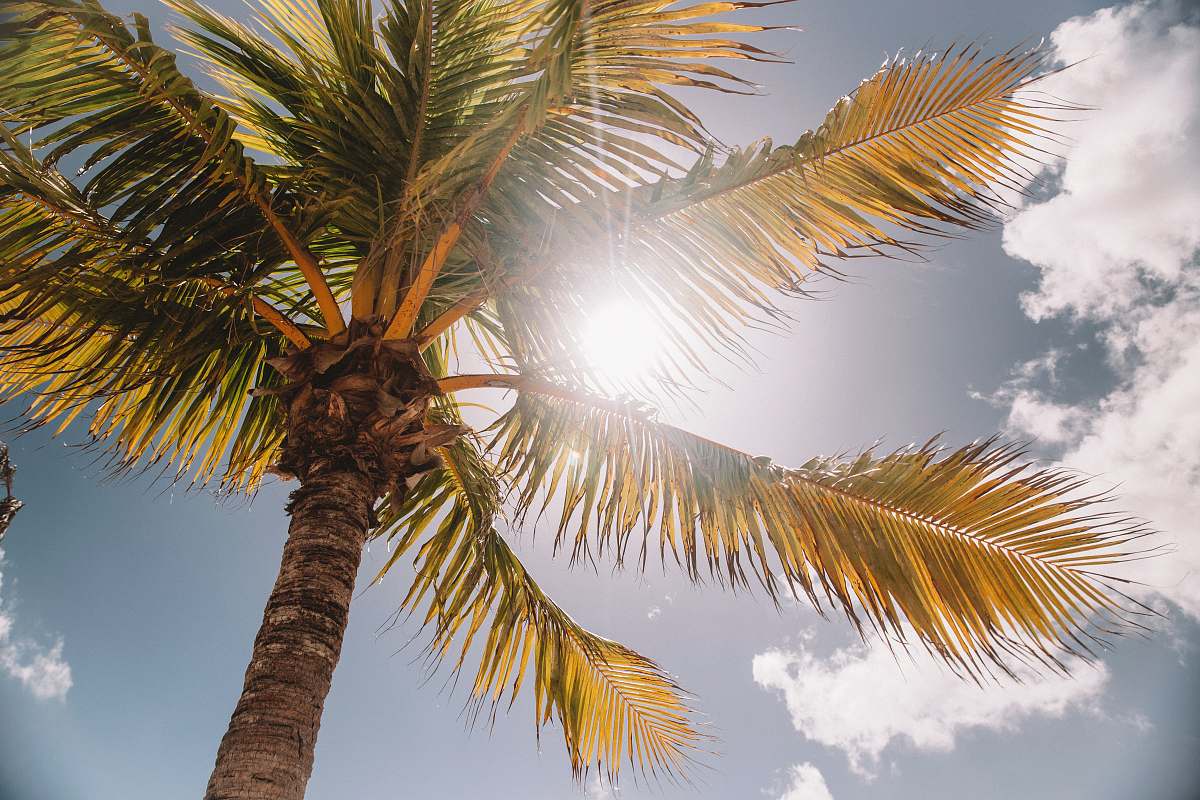 palm tree low-angle photography of palm tree during daytime flora
